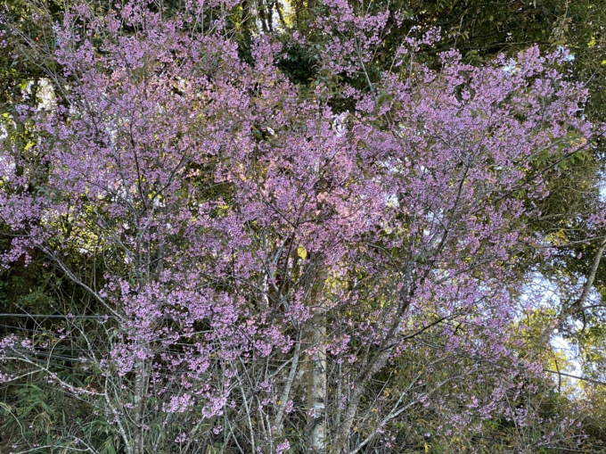 Dù không có sắc hồng đậm như hoa Đào, nhưng Mai Anh Đào vẫn luôn biết tạo cho mình một sức hút riêng vì sức sống mạnh mẽ, vươn lên đâm chồi nảy nở dù thời tiết có khắc nghiệt, đất đai có cằn cỗi ra sao.