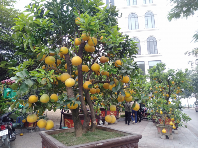 Những cây bưởi trĩu quả, những cây đào bung nở những bông hoa đỏ thắm và những cây quất bon sai nghiêng mình trên những chiếc bình gốm đã tạo ra một không khí tươi vui, nhộn nhịp báo hiệu một dịp tết sắp đến với nhiều điều tốt lành đến mỗi gia đình.