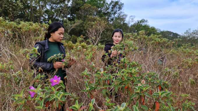 Sim mọc rải r&aacute;c ven vườn Quốc gia C&aacute;t Ti&ecirc;n, tuy nhi&ecirc;n tập trung nhiều nhất ở Trảng 2 v&agrave; Trảng Ph&aacute;o. Nơi đ&acirc;y, Sim mọc d&agrave;y đặc, phủ k&iacute;n h&agrave;ng chục h&eacute;c ta tạo th&agrave;nh một c&aacute;nh rừng Sim ri&ecirc;ng biệt m&agrave; kh&ocirc;ng dễ t&igrave;m thấy ở nơi n&agrave;o kh&aacute;c.