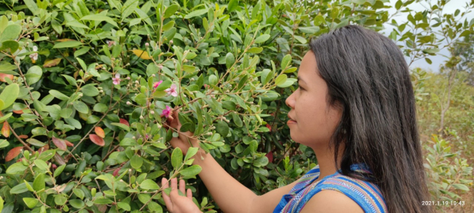 Hoa sim tượng trưng cho những c&ocirc; g&aacute;i đơn giản mộc mạc với tấm l&ograve;ng thủy chung đang ng&oacute;ng chờ người thương tr&ecirc;n những triền đồi, triền n&uacute;i.