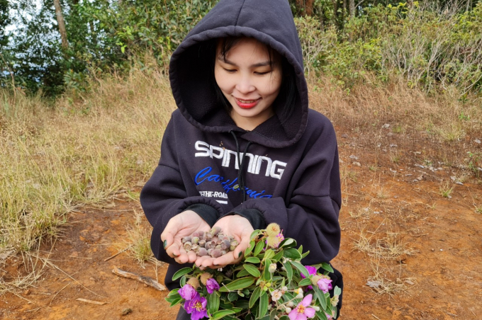 Kh&ocirc;ng chỉ hoa, m&agrave; quả Sim cũng c&oacute; sức h&uacute;t k&eacute;o Ka Uy&ecirc;n rời phố thị.