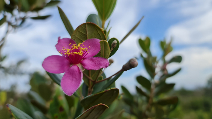Sim c&ograve;n gọi l&agrave; hồng sim, đ&agrave;o kim nương, cương nhẫm, dương l&ecirc;. L&agrave; một lo&agrave;i thực vật c&oacute; hoa thuộc họ Myrtaceae, c&oacute; nguồn gốc bản địa ở khu vực Nam v&agrave; Đ&ocirc;ng Nam &Aacute;. Hoa sim l&agrave; biểu tượng m&agrave; nhiều đ&ocirc;i trai g&aacute;i miền qu&ecirc; d&ugrave;ng để b&agrave;y tỏ t&igrave;nh cảm v&agrave; cũng l&agrave; biểu tượng của sự chung thủy.
