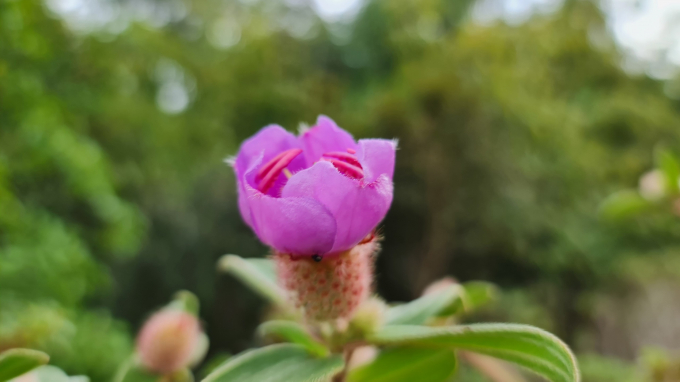 Hoa Sim mang những t&acirc;m sự, t&igrave;nh cảm trong t&igrave;nh y&ecirc;u. Lo&agrave;i hoa n&agrave;y tượng trưng cho sự e ấp, ngại ng&ugrave;ng l&uacute;c mới biết y&ecirc;u. Sim c&ograve;n được những người y&ecirc;u nhau mượn để n&oacute;i hộ l&ograve;ng m&igrave;nh.