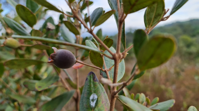 Kh&ocirc;ng những gắn liền với những k&yacute; ức đẹp đẽ của tuổi thơ, giờ đ&acirc;y quả Sim c&ograve;n được sử dụng như một vị thuốc hoặc d&ugrave;ng để ng&acirc;m rượu.