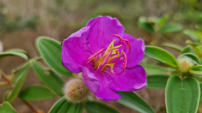Nhiều người thường nhầm lẫn giữa hoa Sim v&agrave; hoa Mua v&igrave; cả hai c&ugrave;ng mọc hoang dại, xen lẫn nhau, c&ugrave;ng c&oacute; sắc hoa m&agrave;u t&iacute;m, l&aacute;, quả v&agrave; h&igrave;nh d&aacute;ng c&acirc;y na n&aacute; nhau.