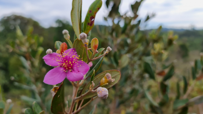 Tuy nhi&ecirc;n, hoa Sim c&oacute; nhụy nhiều hơn, c&aacute;nh hoa d&agrave;y v&agrave; e ấp hơn hoa Mua. D&ugrave; nh&igrave;n qua, hoa Mua c&oacute; vẻ sặc sỡ hơn, nhưng hoa Sim vẫn lu&ocirc;n được tr&acirc;n trọng l&agrave; &ldquo;hoa của n&uacute;i đồi, hoa của thủy chung&rdquo;.