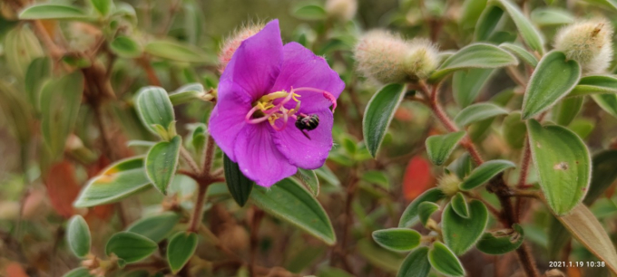 Nhiều người nhận x&eacute;t, trong tất cả c&aacute;c loại mật ong, mật ong Sim đứng đầu về chất lượng.