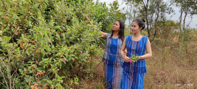 Kh&ocirc;ng ri&ecirc;ng Ka Uy&ecirc;n, Ka Thắm v&agrave; nhiều th&ocirc;n nữ bu&ocirc;n Đạ Nha cũng m&ecirc; đắm những đồi sim mang sắc t&iacute;m b&ecirc;n triền n&uacute;i.