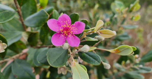 Khám phá nét đẹp lặng lẽ của hoa Sim ven vườn Quốc gia Cát Tiên