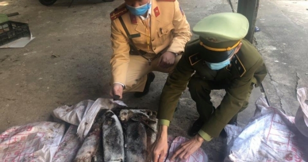 Quảng Ninh: Kiểm tra xe khách phát hiện hàng trăm kg mực ống bốc mùi hôi thối