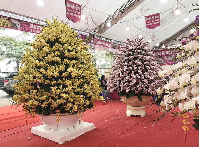 Đáng chú ý, một chậu lan hồ điệp màu vàng được rao bán trên đường Lạc Long Quân (Hà Nội) có giá lên tới 165 triệu đồng khiến dân tình