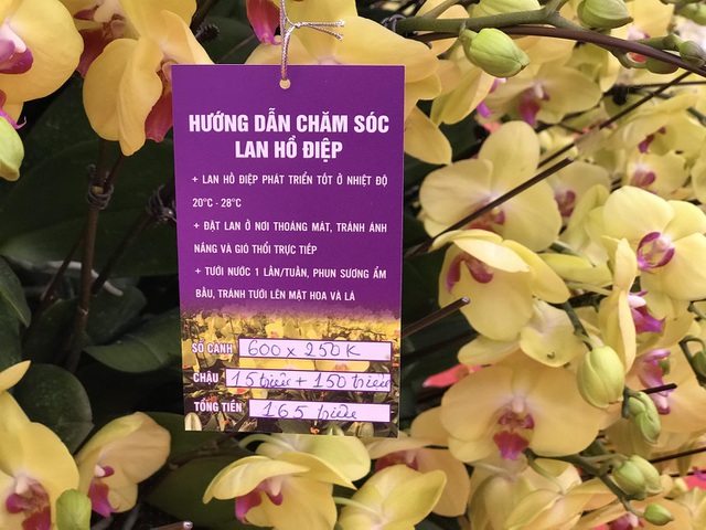 Theo tiết lộ, chậu lan Hồ điệp này có 600 cành, cao hơn 2m và toàn bộ số hoa là được vận chuyển từ Đà Lạt ra Hà Nội. Trong đó, 150 triệu đồng là tiền hoa còn 15 triệu đồng là tiền chậu 