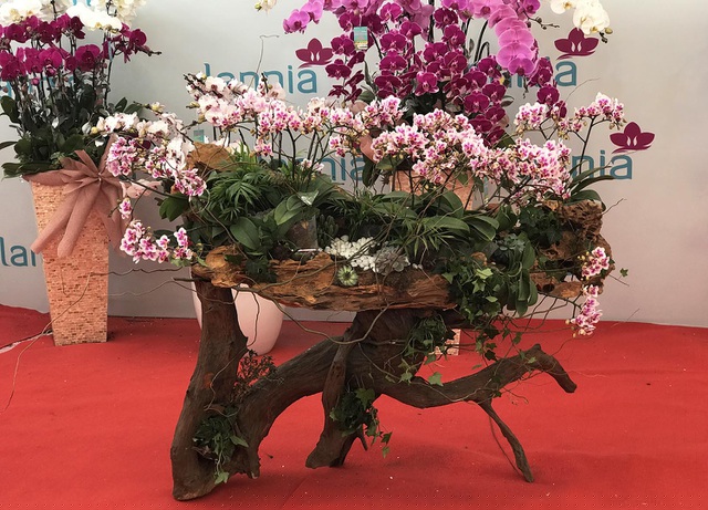 Chia sẻ với phóng viên, chủ một cửa hàng lan Hồ điệp ở Hà Nội cho biết, so với mọi năm, giá hoa năm nay rẻ hơn 10 - 15%.  Từ đó, thị trường cũng sẽ chia ra làm 3 phân khúc chính là tầm thấp từ 5 - 20 triệu đồng/chậu, tầm trung từ 30 - 80 triệu đồng/chậu, tầm cao là trên 100 triệu đồng/chậu