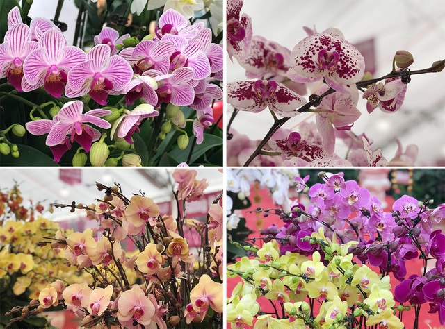 Tùy ý tưởng của khách mà chủ cửa hàng sẽ cắm hoa theo yêu cầu là để một màu hay nhiều màu lan hồ điệp trong một chậu. Thông thường, hoa sẽ có các màu chủ đạo như hồng, cam, vàng, tím, trắng biến, đỏ tím...