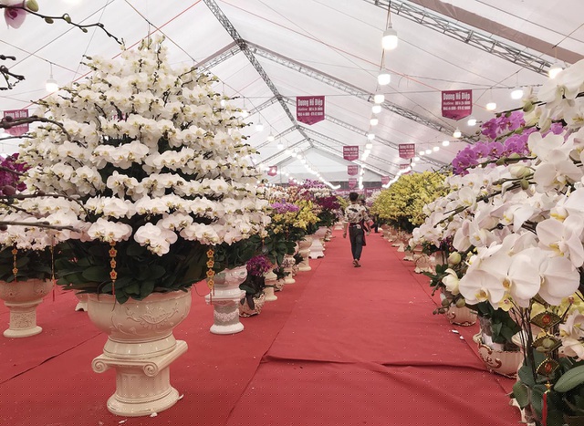 Những chậu lan Hồ điệp siêu to khổng lồ ở một cửa hàng hoa trên đường Lạc Long Quân (Hà Nội)