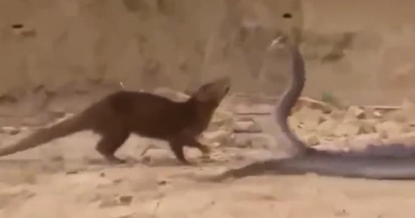 Video: Rắn hổ mang bất lực, bỏ mạng dưới hàm răng của cầy Mangut