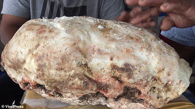 Anh hi vọng có thể bán mẫu vật với giá 230.000 USD (hơn 5,3 tỷ đồng)