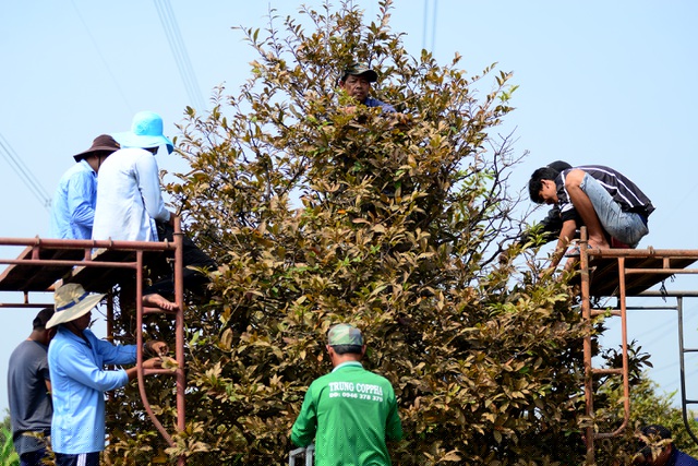 Hàng chục công nhân được thuê để nhặt lá cho cây mai trăm tuổi.