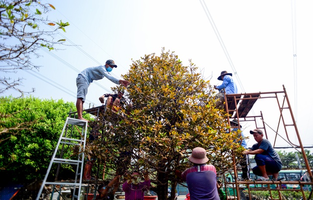 Theo anh Phong, cây mai này đã 100 năm tuổi và đã có người đặt mua nên anh huy động công nhân nhặt lá trong ngày.