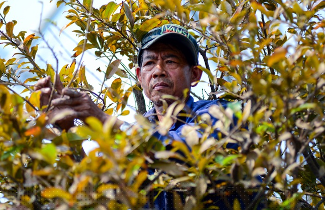 Các lao động nam có sức khỏe leo lên giàn giáo, lên cây để nhặt lá.