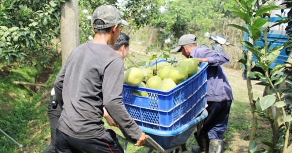 Bưởi Tân Triều thu hoạch vụ Xuân Tân Sửu 2021