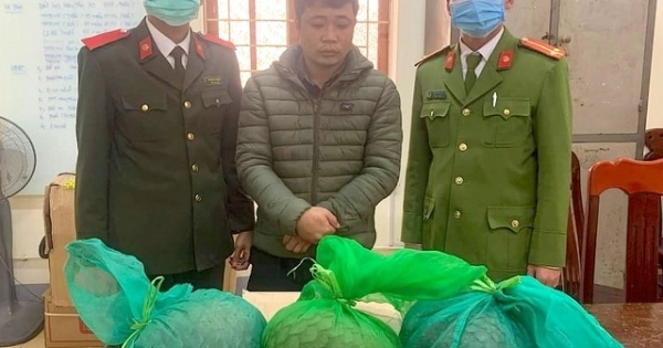 Bị bắt khi đang trên đường vận chuyển 3 cá thể tê tê quý hiếm