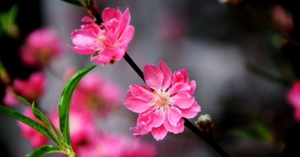 Năm mới, niềm tin mới, hy vọng mới!