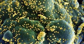 Phát hiện biến thể mới của virus SARS-CoV-2 chứa 46 đột biến