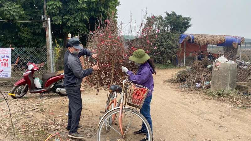 Người dân chọn mua cành đào về bán lẻ tại các chợ nội thành.