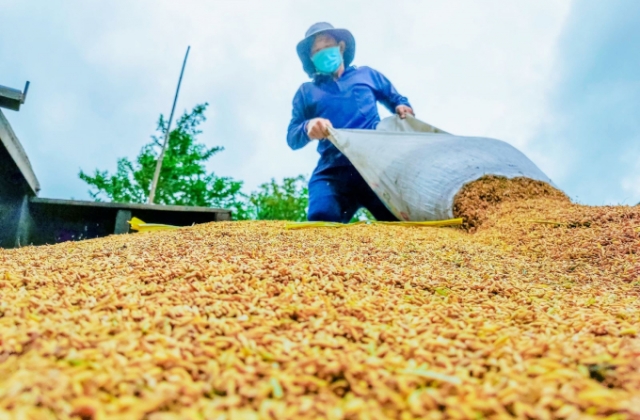 Giá lúa ở Đồng bằng sông Cửu Long ổn định