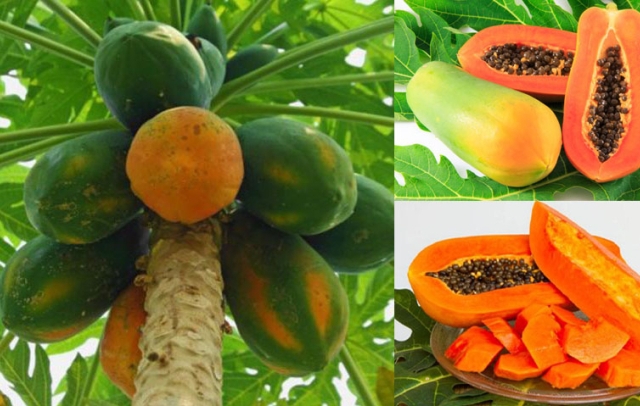 Trái đu đủ biến đổi gen bị cảnh báo, lô hàng xuất khẩu bị trả về