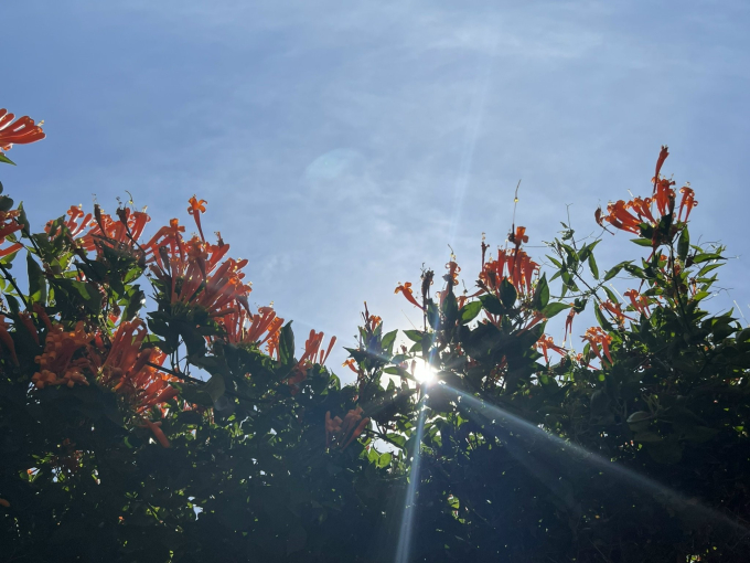 Những c&aacute;nh hoa x&aacute;c ph&aacute;o rực rỡ b&aacute;o hiệu cho năm mới tươi vui, thuận lợi v&agrave; ấm no hơn sau một năm g&aacute;nh chịu nhiều kh&oacute; khăn từ đại dịch COVID - 19.