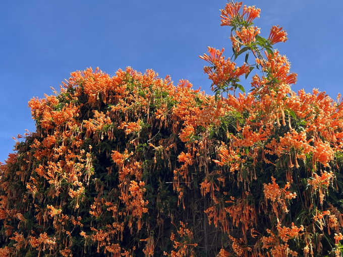 Ai nh&igrave;n ngắm gi&agrave;n hoa leo ch&ugrave;m ớt lần đầu ti&ecirc;n đều cảm thấy cho&aacute;ng ngợp bởi vẻ đẹp thu h&uacute;t của h&agrave;ng ng&agrave;n b&ocirc;ng hoa như tr&aacute;i ớt chen ch&uacute;c nhau tr&ecirc;n gi&agrave;n.