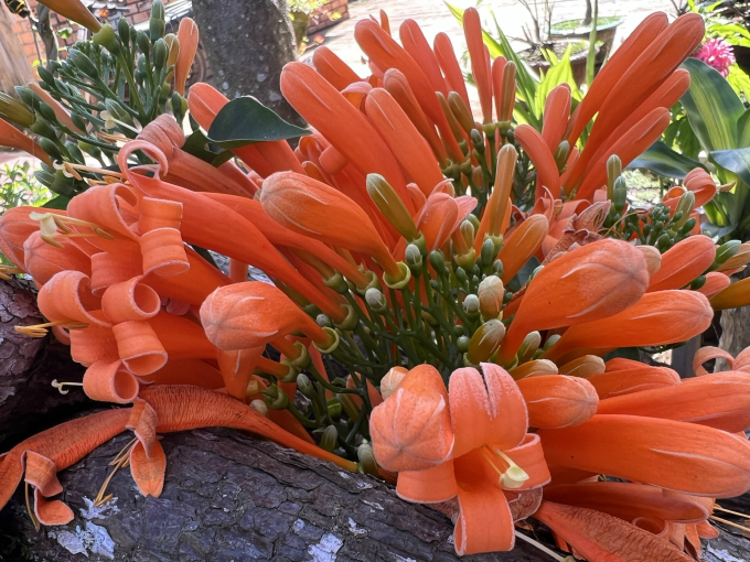 Hoa x&aacute;c ph&aacute;o leo c&oacute; t&ecirc;n khoa học l&agrave; Bignonia floribunda Hort xuất xứ từ qu&ecirc; hương Brazil xinh đẹp. Giống hoa n&agrave;y thuộc họ Bignoniaceae &ndash; n&uacute;c n&aacute;c.