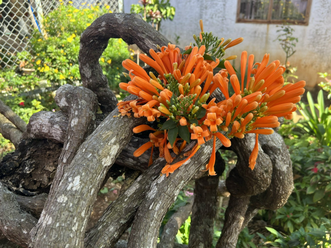 Khi sống l&acirc;u dần, th&acirc;n x&aacute;c ph&aacute;o leo sẽ h&oacute;a gỗ. X&aacute;c ph&aacute;o sống l&acirc;u năm, tốc độ ph&aacute;t triển trung b&igrave;nh nhưng rất nhiều c&agrave;nh nh&aacute;nh, chiều cao c&acirc;y c&oacute; thể đạt 20m.