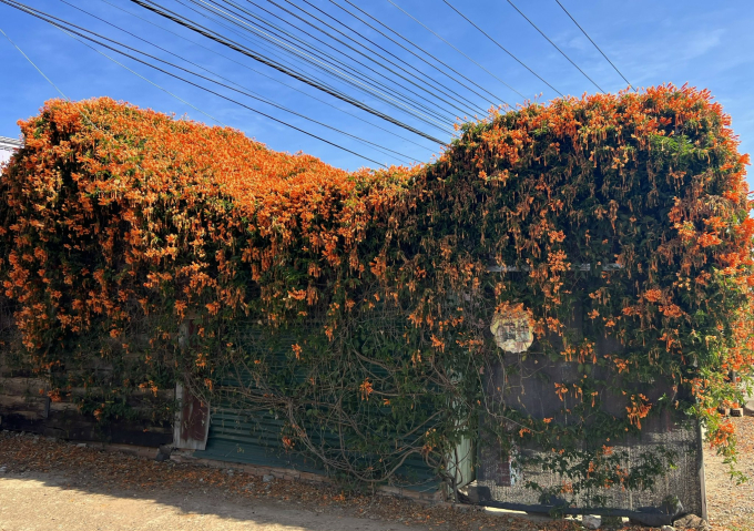 Hoa x&aacute;c ph&aacute;o leo h&igrave;nh ống, d&agrave;i d&agrave;i nh&igrave;n tựa như quả ớt với 4 c&aacute;nh mềm mỏng, hơi cong cong ở đầu, d&agrave;i khoảng 7,5cm. Sắc hoa m&agrave;u v&agrave;ng cam rực rỡ, hoa b&oacute;ng mượt, n&ecirc;n rất bắt mắt.