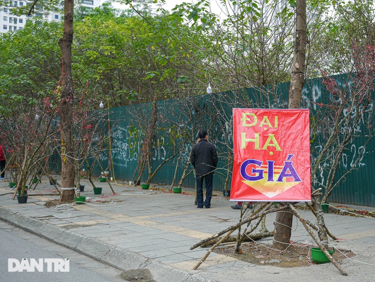 Cách đó không xa là một gian hàng khác với biển quảng cáo đào đẹp siêu rẻ. Nhiều tiểu thương cho biết, vì người mua quá vắng nên các gian hàng bán đào, quất và cây cảnh Tết đều đã hạ giá kịch sàn để gỡ vốn.