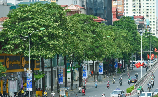 Dừng di dời 80 cây hoa sữa ở quận Đống Đa vì còn nhiều ý kiến trái chiều