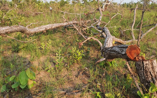 Đắk Lắk: 2 nguyên giám đốc công ty lâm nghiệp bị kỷ luật cảnh cáo