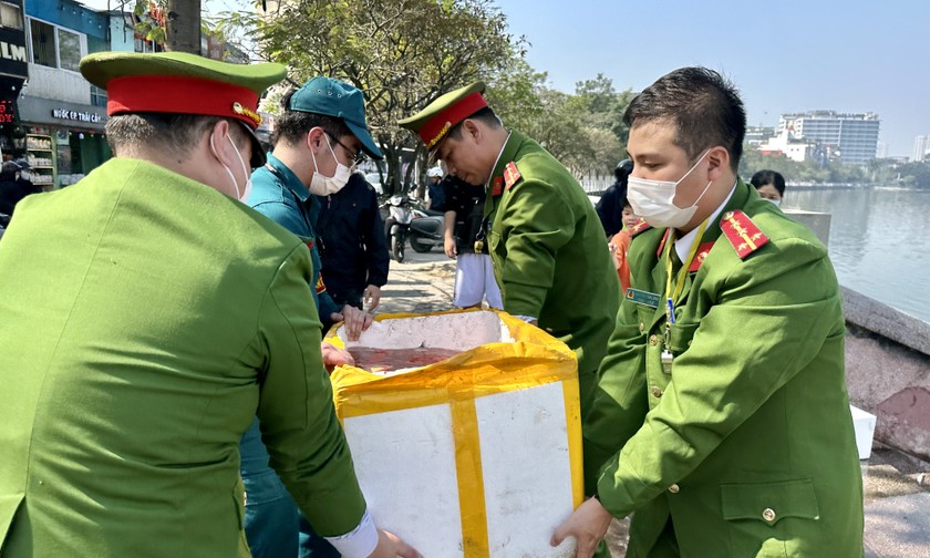 Cá chép của người dân năm nay được lực lượng chức năng tập trung vận chuyển ra thả ở sông Hồng.