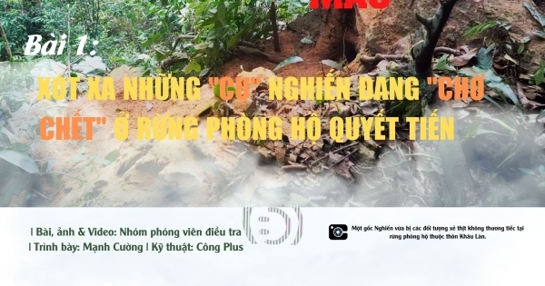 Bài 1: Xót xa những cụ nghiến đang “chờ chết” ở rừng phòng hộ Quyết Tiến