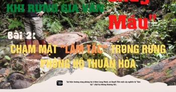 Bài 2: Chạm mặt “lâm tặc” trong rừng phòng hộ Thuận Hòa