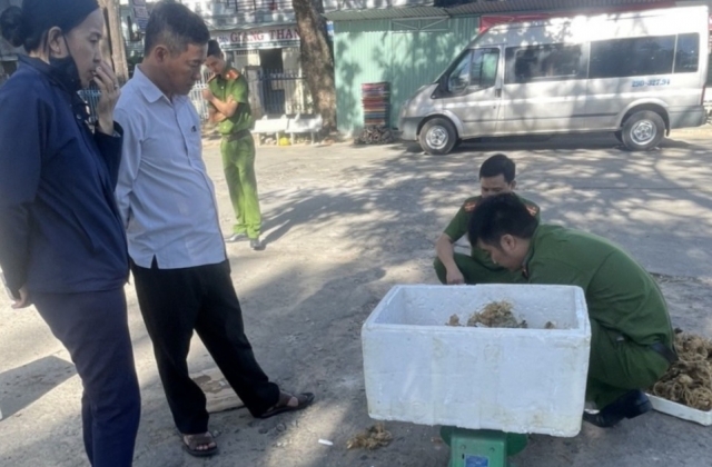 Kon Tum: Xác minh chủ lô hàng 40kg củ và lá trông giống sâm Ngọc Linh