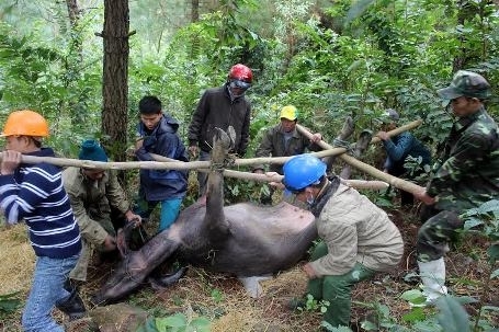 Quảng Bình: Trâu, bò, dê thi nhau chết người dân khốn đốn