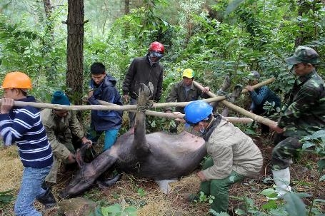 H&agrave;ng loạt tr&acirc;u b&ograve; th&igrave; nhau chết do r&eacute;t.