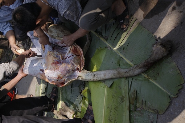 Tuy với gi&aacute; m&agrave; chủ nu&ocirc;i &ldquo;h&eacute;t&rdquo; 300 ngh&igrave;n đồng/kg, nhưng đ&atilde; c&oacute; rất nhiều người đến mua.