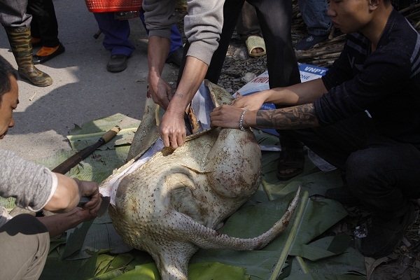 Nhiều người cho rằng, 300 ngh&igrave;n đồng/kg cũng kh&ocirc;ng phải l&agrave; đắt. Với cả đ&acirc;y l&agrave; thịt đ&agrave; điểu, chẳng mấy khi mua được về d&ugrave;ng trong dịp Tết, n&ecirc;n chấp nhận với gi&aacute; n&agrave;y.