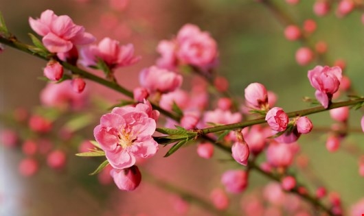 M&ugrave;a xu&acirc;n ph&aacute;p quyền