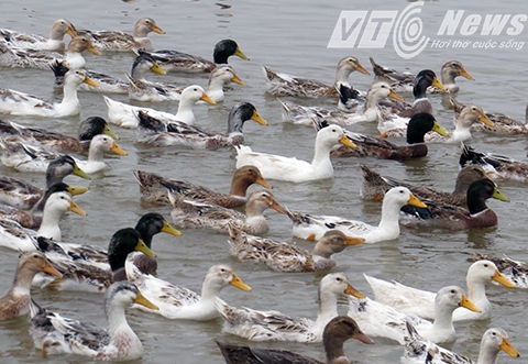 Trong tương lai gần, &ocirc;ng Vươn sẽ đăng k&yacute; thương hiệu