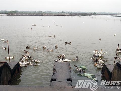 Khu vực nu&ocirc;i vịt biển sạch c&oacute; độ s&acirc;u h&agrave;ng m&eacute;t nước, ngay cửa cống, nước được lấy v&agrave;o xả ra thường xuy&ecirc;n n&ecirc;n vịt được nu&ocirc;i trong m&ocirc;i trường sạch - Ảnh MK